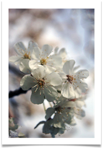 SPRING BLOSSOM - Jan Hodson